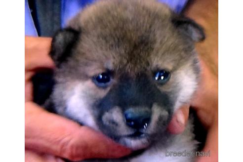 成約済の埼玉県の柴犬-189490の1枚目